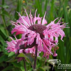 Monarda Twins