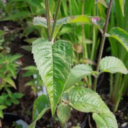 Monarda Twins