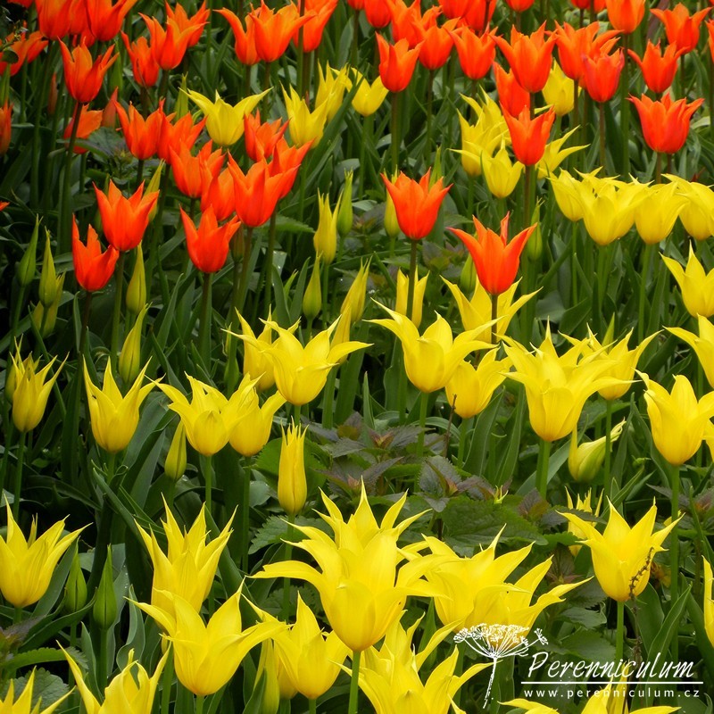 tulipány, Tulipa, dvojbarevné