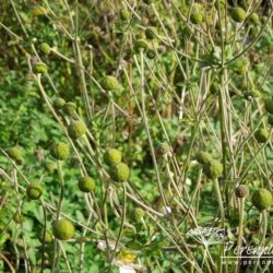 Anemone hybrida Honorine Jobert