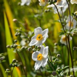 Anemone x hybrida Honorine Jobert