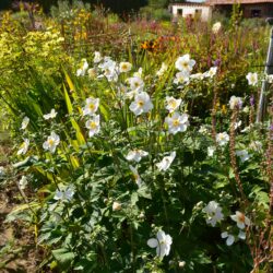 Anemone x hybrida Honorine Jobert