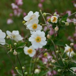 Anemone x hybrida Honorine Jobert