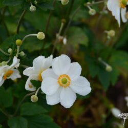 Anemone x hybrida Honorine Jobert