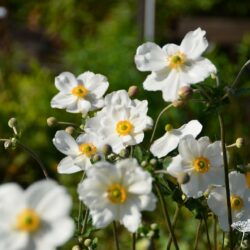 Anemone x hybrida Honorine Jobert