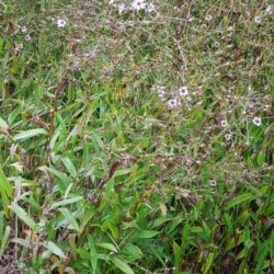 Aster turbinellus