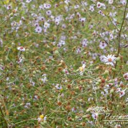 Aster turbinellus