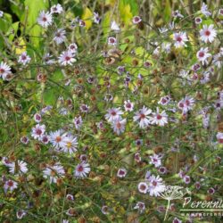 Aster turbinellus