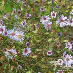 Aster turbinellus