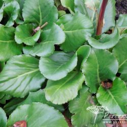 Bergenia Abendglocken