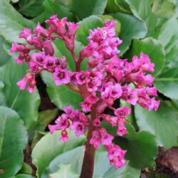 Bergenia Abendglocken