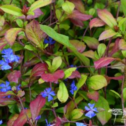 Ceratostigma plumbaginoides