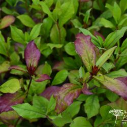 Ceratostigma plumbaginoides