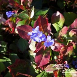 Ceratostigma plumbaginoides