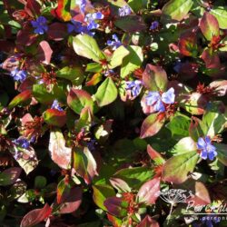 Ceratostigma plumbaginoides