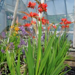 Crocosmia Krakatoa