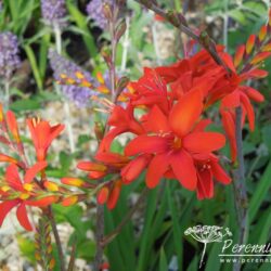 Crocosmia Krakatoa