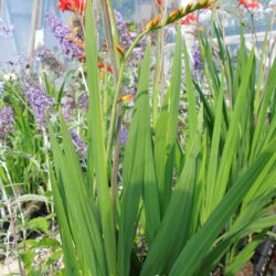 Crocosmia Krakatoa