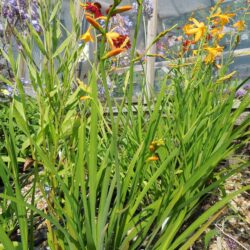 Crocosmia x crocosmiiflora George Davison