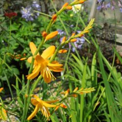 Crocosmia x crocosmiiflora George Davison