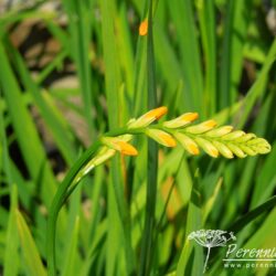 Crocosmia x crocosmiiflora George Davison