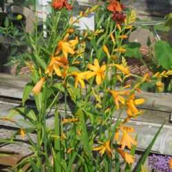 Crocosmia x crocosmiiflora George Davison