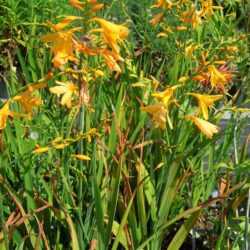 Crocosmia x crocosmiiflora George Davison