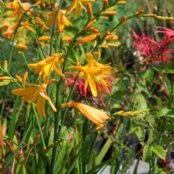 Crocosmia x crocosmiiflora George Davison