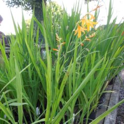 Crocosmia x crocosmiiflora Norwich Canary