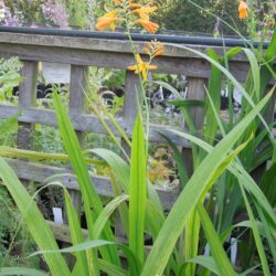 Crocosmia x crocosmiiflora Norwich Canary