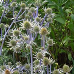 Eryngium bourgatii