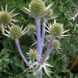 Eryngium bourgatii