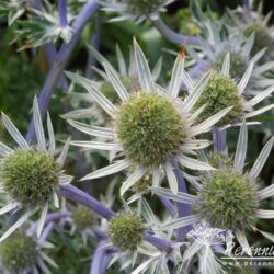 Eryngium bourgatii