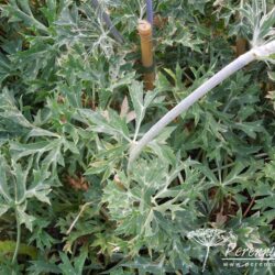 Eryngium bourgatii