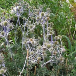 Eryngium bourgatii