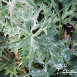 Eryngium bourgatii