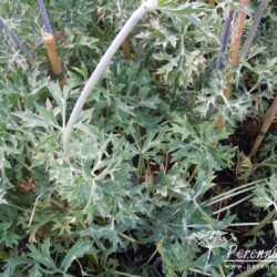 Eryngium bourgatii