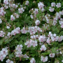 Geranium cantabrigiense Biokovo