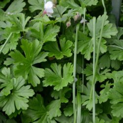 Geranium cantabrigiense Biokovo