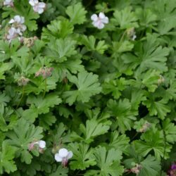 Geranium cantabrigiense Biokovo