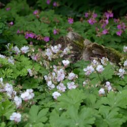 Geranium cantabrigiense Biokovo