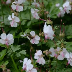 Geranium cantabrigiense Biokovo