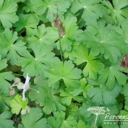 Geranium x cantabrigiense Biokovo