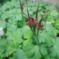 Geranium x cantabrigiense Biokovo