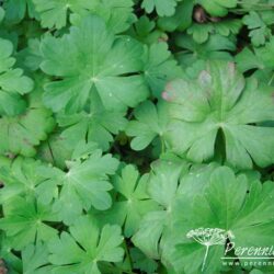 Geranium x cantabrigiense Biokovo