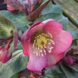 Helleborus Pennys Pink