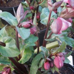 Helleborus Pennys Pink