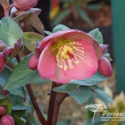 Helleborus Pennys Pink