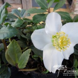 Helleborus niger