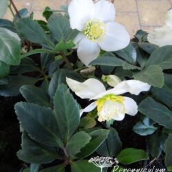 Helleborus niger